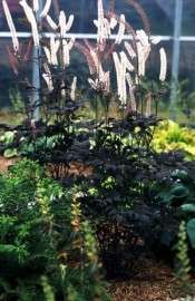 Cimicifuga - ramosa Hillside Black Beauty